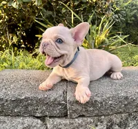 Forky, a male French Bulldog for sale in Inverness, FL – 5 of 5