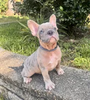 Nicco , a male French Bulldog for sale in Inverness, FL – 7 of 7