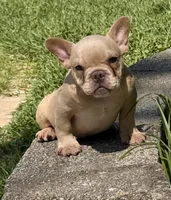 Leo , a male French Bulldog for sale in Inverness, FL – 1 of 7