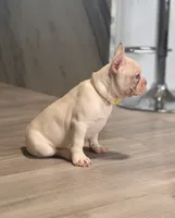 Snow White , a female French Bulldog for sale in Inverness, FL – 4 of 7
