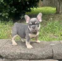 Blue Ivy, a female French Bulldog for sale in Inverness, FL – 3 of 6
