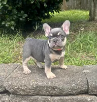 Blue Ivy, a female French Bulldog for sale in Inverness, FL – 2 of 6