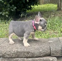 Blue Ivy, a female French Bulldog for sale in Inverness, FL – 5 of 6