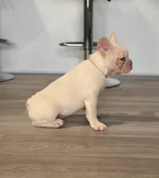 Snow White , a female French Bulldog for sale in Inverness, FL – 3 of 7