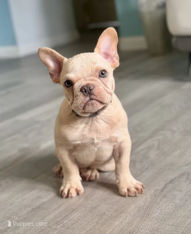 Obi Cream – French Bulldog puppy for sale in Inverness, FL