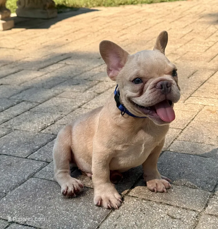 Leo  – French Bulldog puppy for sale in Inverness, FL