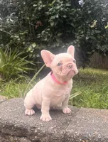 Bonnie, a female French Bulldog for sale in Inverness, FL – 5 of 6