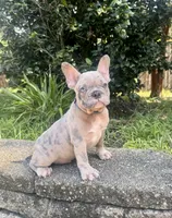 Nicco , a male French Bulldog for sale in Inverness, FL – 6 of 7