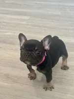 Godiva, a female French Bulldog for sale in Inverness, FL – Photo 5 of 6