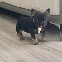 Godiva, a female French Bulldog for sale in Inverness, FL – Photo 3 of 6