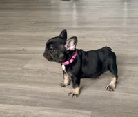 Godiva, a female French Bulldog for sale in Inverness, FL – Photo 4 of 6