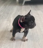 Godiva, a female French Bulldog for sale in Inverness, FL – Photo 6 of 6