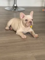 Snow White , a female French Bulldog for sale in Inverness, FL – 2 of 7