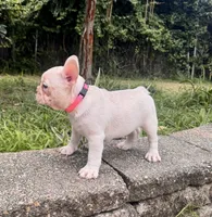 Bonnie, a female French Bulldog for sale in Inverness, FL – 4 of 6