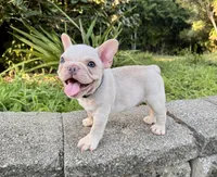 Forky, a male French Bulldog for sale in Inverness, FL – 2 of 5