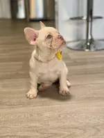 Snow White , a female French Bulldog for sale in Inverness, FL – 6 of 7