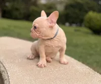 Obi Cream, a male French Bulldog for sale in Inverness, FL – 4 of 5