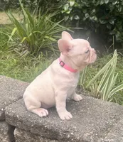 Bonnie, a female French Bulldog for sale in Inverness, FL – 2 of 6