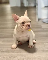 Snow White , a female French Bulldog for sale in Inverness, FL – 5 of 7