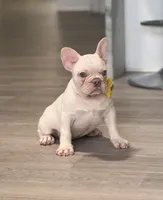 Snow White , a female French Bulldog for sale in Inverness, FL – 7 of 7