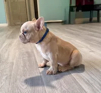 Leo , a male French Bulldog for sale in Inverness, FL – 7 of 7