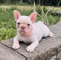 Bonnie, a female French Bulldog for sale in Inverness, FL – 1 of 6