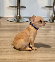 Leo , a male French Bulldog for sale in Inverness, FL – 3 of 7
