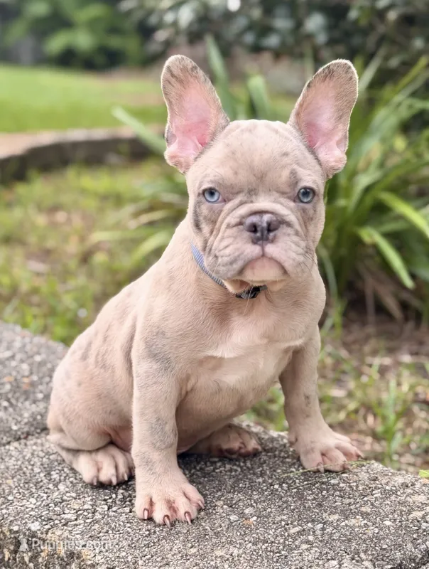 Nicco  – French Bulldog puppy for sale in Inverness, FL