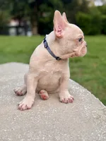 Obi Cream, a male French Bulldog for sale in Inverness, FL – 5 of 5