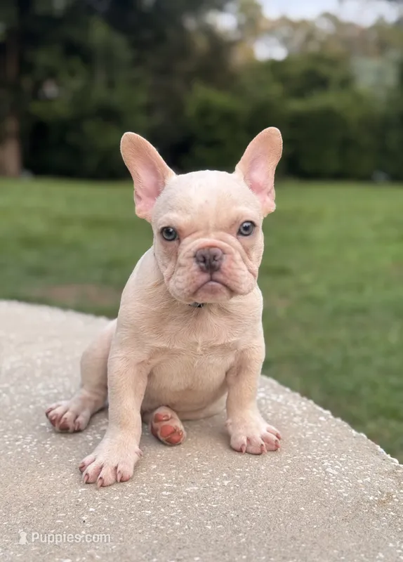 Obi Cream – French Bulldog puppy for sale in Inverness, FL