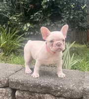 Bonnie, a female French Bulldog for sale in Inverness, FL – 6 of 6