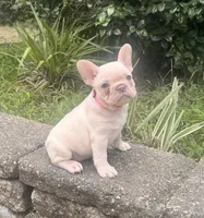 Bonnie, a female French Bulldog for sale in Inverness, FL – 3 of 6