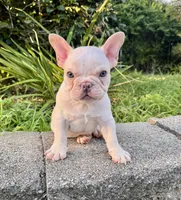 Forky, a male French Bulldog for sale in Inverness, FL – 4 of 5