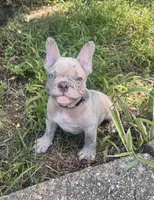 Nicco , a male French Bulldog for sale in Inverness, FL – 4 of 7