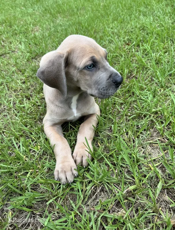 Blue Fawn boy – Great Dane puppy for sale in Shreveport, LA