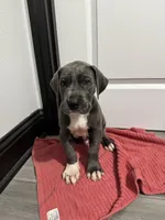 Blue boy, a male Great Dane for sale in Shreveport, LA – Photo 8 of 9