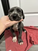 Blue boy, a male Great Dane for sale in Shreveport, LA – Photo 6 of 9