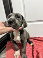 Blue boy, a male Great Dane for sale in Shreveport, LA – Photo 7 of 9