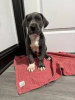 Blue boy, a male Great Dane for sale in Shreveport, LA – Photo 4 of 9