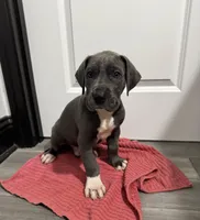 Blue boy, a male Great Dane for sale in Shreveport, LA – Photo 2 of 9