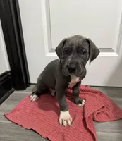 Blue boy, a male Great Dane for sale in Shreveport, LA – Photo 5 of 9