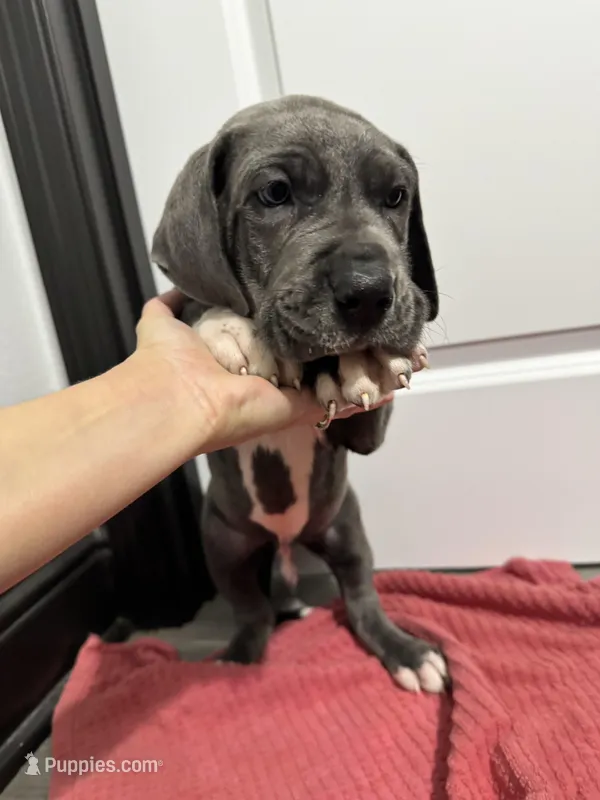 Blue boy – Great Dane puppy for sale in Shreveport, LA