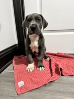 Blue boy, a male Great Dane for sale in Shreveport, LA – Photo 3 of 9