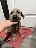 Fawn boy, a male Great Dane for sale in Shreveport, LA – Photo 5 of 10