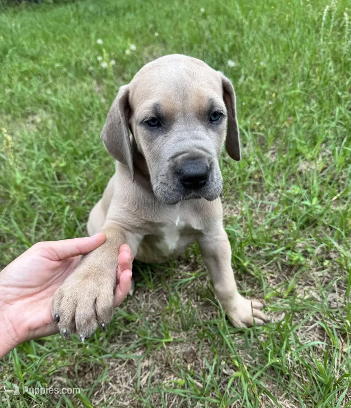 Fawn boy – Great Dane puppy for sale in Shreveport, LA