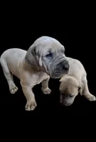 Fawn boy, a male Great Dane for sale in Shreveport, LA – Photo 8 of 10