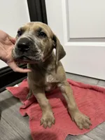 Fawn boy, a male Great Dane for sale in Shreveport, LA – Photo 4 of 10