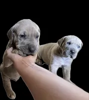 Fawn boy, a male Great Dane for sale in Shreveport, LA – Photo 9 of 10