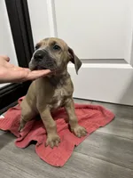 Fawn boy, a male Great Dane for sale in Shreveport, LA – Photo 2 of 10