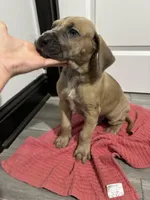 Fawn boy, a male Great Dane for sale in Shreveport, LA – Photo 3 of 10